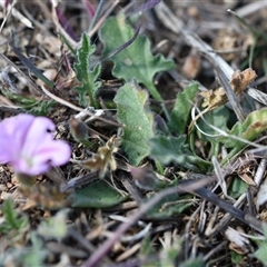 Convolvulus angustissimus subsp. angustissimus (Australian Bindweed) at Symonston, ACT - 28 Sep 2024 by Venture