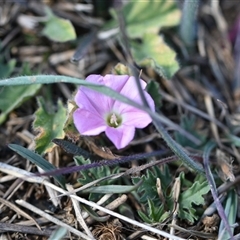 Convolvulus angustissimus subsp. angustissimus at Symonston, ACT - 28 Sep 2024