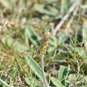 Plantago varia at Symonston, ACT - 28 Sep 2024