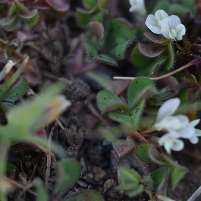 Trifolium subterraneum (Subterranean Clover) at Symonston, ACT - 28 Sep 2024 by Venture