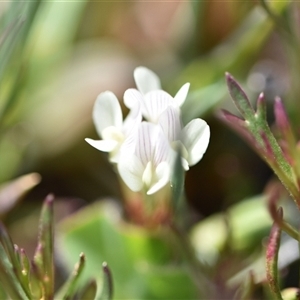 Trifolium subterraneum at Symonston, ACT - 28 Sep 2024 01:51 PM