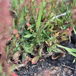 Rumex acetosella at Symonston, ACT - 28 Sep 2024