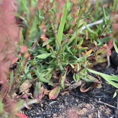 Rumex acetosella (Sheep Sorrel) at Symonston, ACT - 28 Sep 2024 by Venture