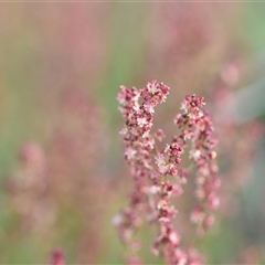 Rumex acetosella at Symonston, ACT - 28 Sep 2024