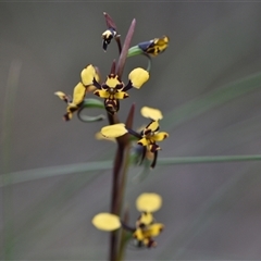 Diuris pardina (Leopard Doubletail) at Hackett, ACT - 23 Sep 2024 by Venture