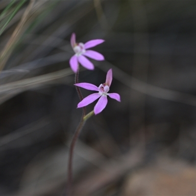 Caladenia carnea (Pink Fingers) at Hackett, ACT - 24 Sep 2024 by Venture