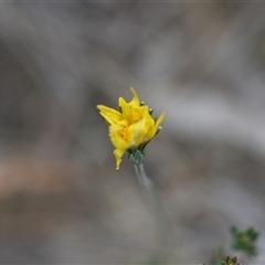 Microseris walteri (Yam Daisy, Murnong) at Hackett, ACT - 23 Sep 2024 by Venture