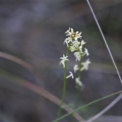 Stackhousia monogyna (Creamy Candles) at Hackett, ACT - 23 Sep 2024 by Venture