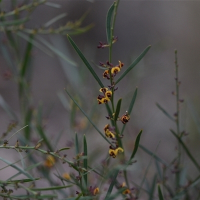 Daviesia leptophylla (Slender Bitter Pea) at Hackett, ACT - 23 Sep 2024 by Venture