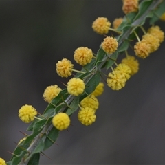 Acacia paradoxa (Kangaroo Thorn) at Hackett, ACT - 23 Sep 2024 by Venture