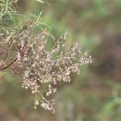 Cassinia quinquefaria (Rosemary Cassinia) at Watson, ACT - 23 Sep 2024 by Venture