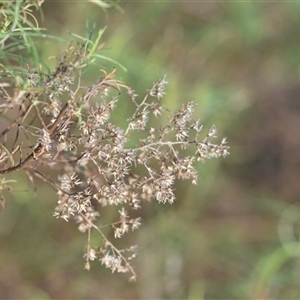 Cassinia quinquefaria at Watson, ACT - 24 Sep 2024 07:35 AM