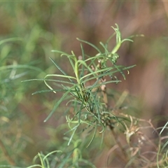 Cassinia quinquefaria at Watson, ACT - 24 Sep 2024