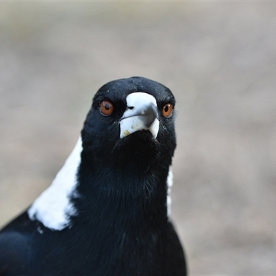 Gymnorhina tibicen (Australian Magpie) at Watson, ACT - 24 Sep 2024 by Venture