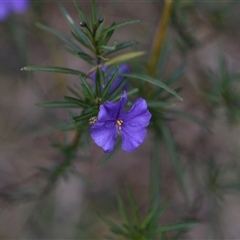 Solanum linearifolium (Kangaroo Apple) at Hackett, ACT - 23 Sep 2024 by Venture