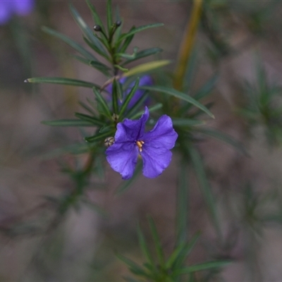 Solanum linearifolium (Kangaroo Apple) at Hackett, ACT - 24 Sep 2024 by Venture