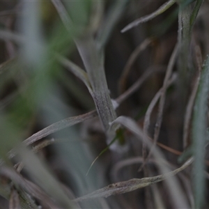 Senecio quadridentatus at Hackett, ACT - 24 Sep 2024 07:07 AM