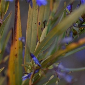 Stypandra glauca at Hackett, ACT - 24 Sep 2024 07:04 AM