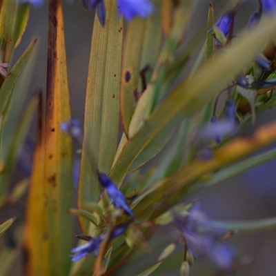 Stypandra glauca (Nodding Blue Lily) at Hackett, ACT - 24 Sep 2024 by Venture