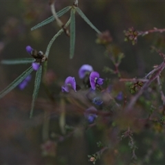 Glycine clandestina (Twining Glycine) at Hackett, ACT - 23 Sep 2024 by Venture