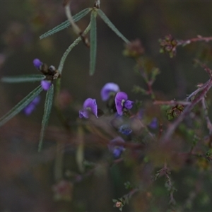 Glycine clandestina at Hackett, ACT - 24 Sep 2024 07:02 AM