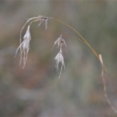 Themeda triandra (Kangaroo Grass) at Hackett, ACT - 24 Sep 2024 by Venture