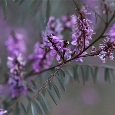 Indigofera australis subsp. australis (Australian Indigo) at Hackett, ACT - 23 Sep 2024 by Venture