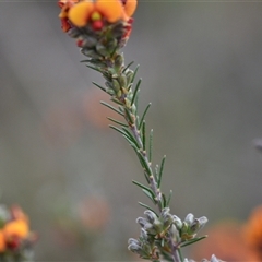 Dillwynia sericea (Egg And Bacon Peas) at Hackett, ACT - 23 Sep 2024 by Venture