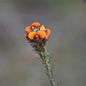 Dillwynia sericea at Hackett, ACT - 24 Sep 2024 06:56 AM