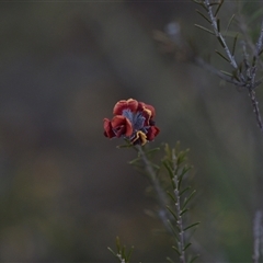 Dillwynia sp. Yetholme (P.C.Jobson 5080) NSW Herbarium at Hackett, ACT - 24 Sep 2024 by Venture