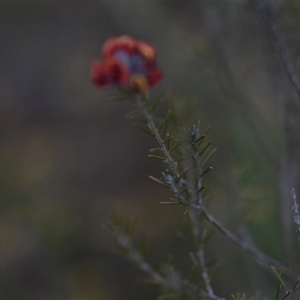 Dillwynia sp. Yetholme (P.C.Jobson 5080) NSW Herbarium at Hackett, ACT - 24 Sep 2024