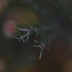 Dillwynia sp. Yetholme (P.C.Jobson 5080) NSW Herbarium at Hackett, ACT - 24 Sep 2024 by Venture