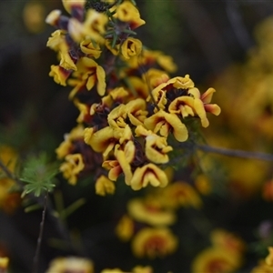 Dillwynia sp. Yetholme (P.C.Jobson 5080) NSW Herbarium at Hackett, ACT - 24 Sep 2024