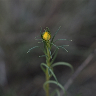 Xerochrysum viscosum (Sticky Everlasting) at Hackett, ACT - 23 Sep 2024 by Venture