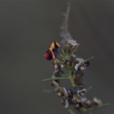 Daviesia genistifolia (Broom Bitter Pea) at Hackett, ACT - 24 Sep 2024 by Venture