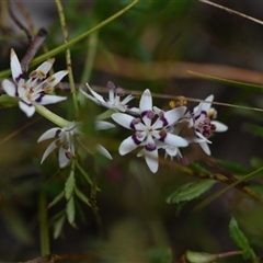 Wurmbea dioica subsp. dioica (Early Nancy) at Hackett, ACT - 23 Sep 2024 by Venture