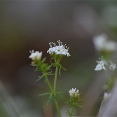 Asperula conferta (Common Woodruff) at Hackett, ACT - 23 Sep 2024 by Venture