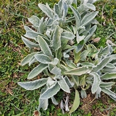 Stachys byzantina (Lambs Ears) at Macgregor, ACT - 28 Sep 2024 by Jiggy