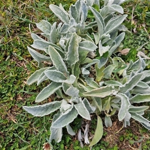 Stachys byzantina at Macgregor, ACT - 28 Sep 2024