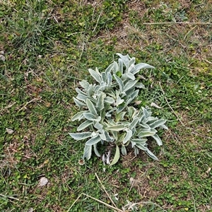 Stachys byzantina at Macgregor, ACT - 28 Sep 2024 11:48 AM