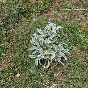 Stachys byzantina at Macgregor, ACT - 28 Sep 2024