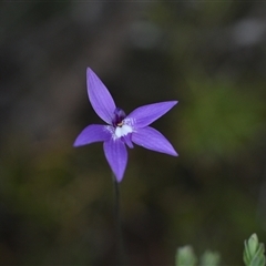 Glossodia major (Wax Lip Orchid) at Yarralumla, ACT - 24 Sep 2024 by Venture