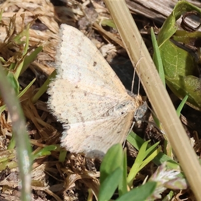 Scopula rubraria at Wodonga, VIC - 28 Sep 2024 by KylieWaldon