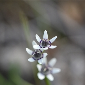 Wurmbea dioica subsp. dioica at Yarralumla, ACT - 25 Sep 2024