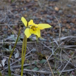 Diuris chryseopsis at Sutton, NSW - 7 Sep 2024