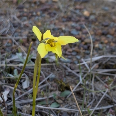 Diuris chryseopsis (Golden Moth) at Sutton, NSW - 7 Sep 2024 by chriselidie