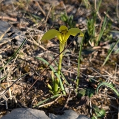 Diuris chryseopsis at Sutton, NSW - 7 Sep 2024