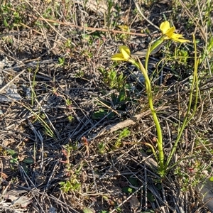 Diuris chryseopsis at Sutton, NSW - 7 Sep 2024