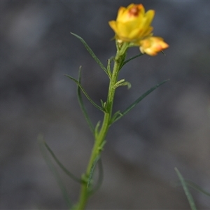 Xerochrysum viscosum at Yarralumla, ACT - 25 Sep 2024