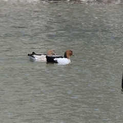 Chenonetta jubata (Australian Wood Duck) at Splitters Creek, NSW - 27 Sep 2024 by KylieWaldon